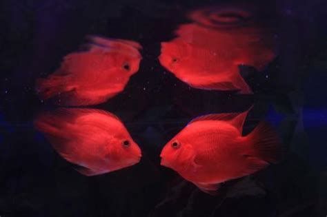 血鸚鵡 混養|血鸚鵡(財神魚)飼養教學及注意 – 寵物百科